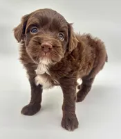 Chocolate male, a male Miniature Aussiedoodle for sale in Columbia, KY – 1 of 6
