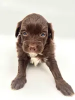 Chocolate male, a male Miniature Aussiedoodle for sale in Columbia, KY – 4 of 6