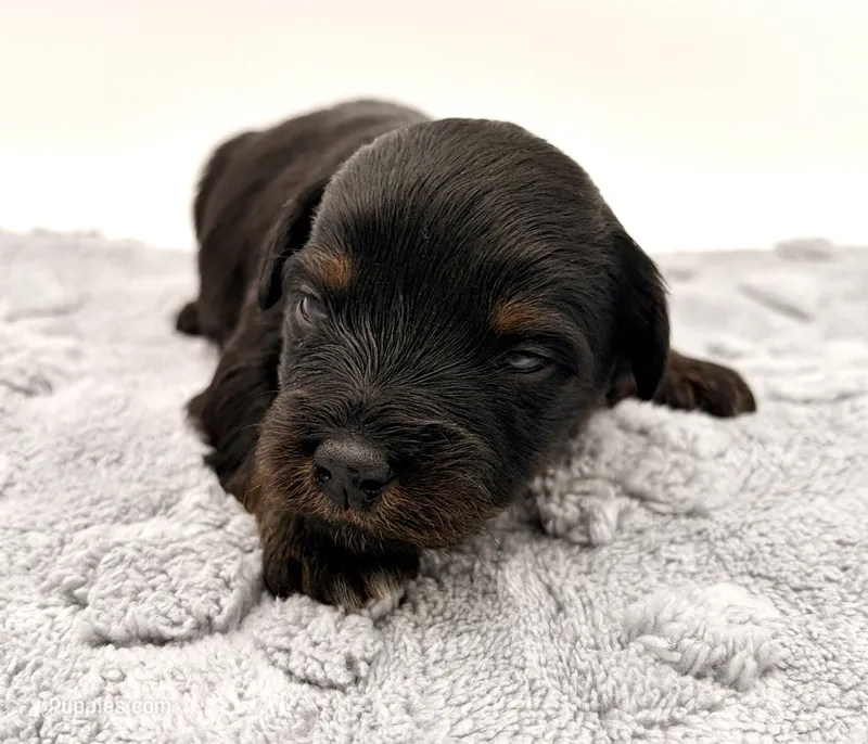 Male #5, a male Miniature Aussiedoodle for sale in Columbia, KY – 1 of 2