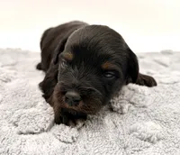 Male #5, a male Miniature Aussiedoodle for sale in Columbia, KY – 1 of 2