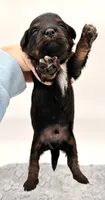 Male #5, a male Miniature Aussiedoodle for sale in Columbia, KY – 2 of 2