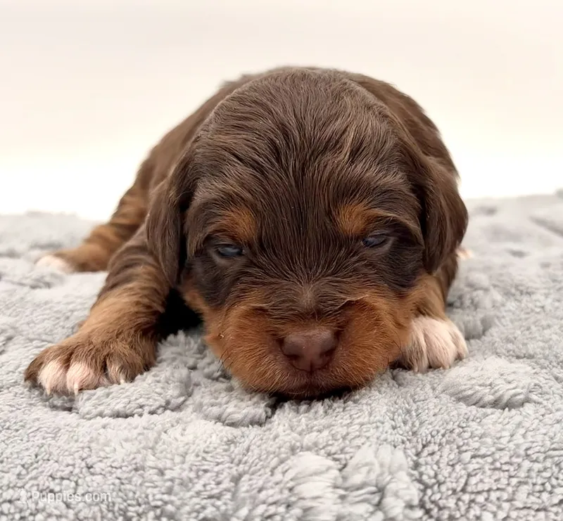 Female #4, a female Miniature Aussiedoodle for sale in Columbia, KY – 1 of 2