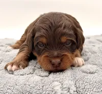 Female #4, a female Miniature Aussiedoodle for sale in Columbia, KY – 1 of 2
