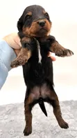 Female #1, a female Miniature Aussiedoodle for sale in Columbia, KY – 2 of 2