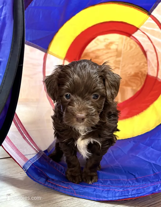 Chocolate male – Miniature Aussiedoodle puppy for sale in Columbia, KY