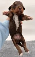 Male #4, a male Miniature Aussiedoodle for sale in Columbia, KY – 2 of 2