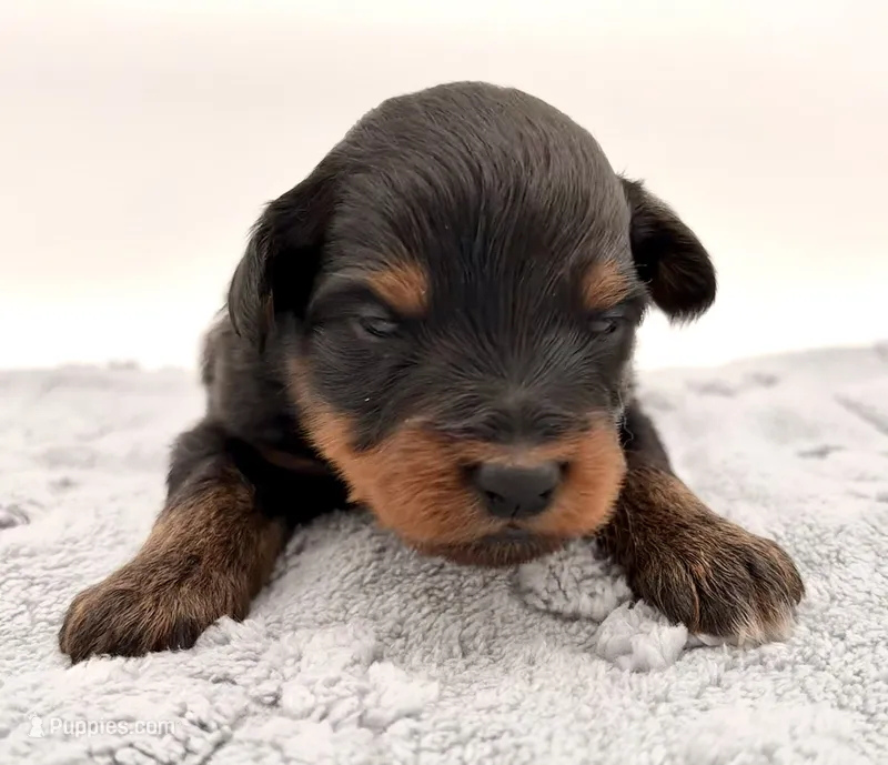 Female #1, a female Miniature Aussiedoodle for sale in Columbia, KY – 1 of 2