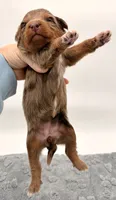 Female #2, a female Miniature Aussiedoodle for sale in Columbia, KY – 2 of 2
