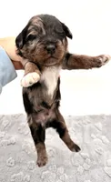 Male #6, a male Miniature Aussiedoodle for sale in Columbia, KY – 2 of 2