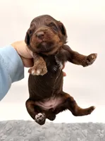 Female #3, a female Miniature Aussiedoodle for sale in Columbia, KY – 2 of 2