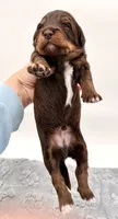 Male #3, a male Miniature Aussiedoodle for sale in Columbia, KY – 2 of 2