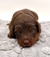 Female #3, a female Miniature Aussiedoodle for sale in Columbia, KY – 1 of 2