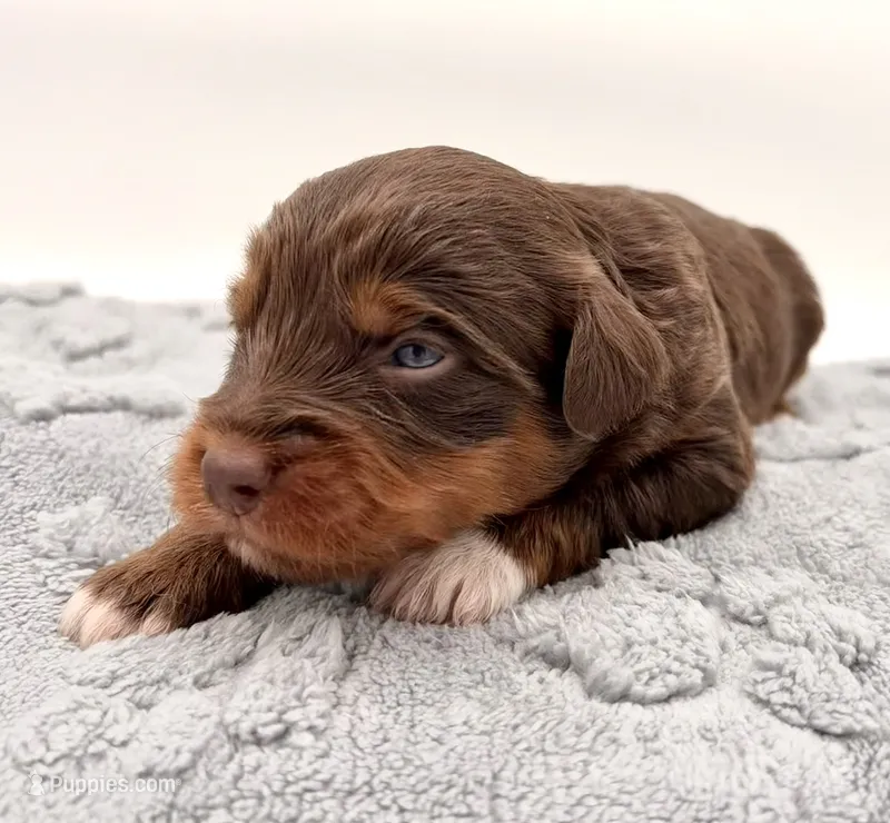 Male #2, a male Miniature Aussiedoodle for sale in Columbia, KY – 1 of 2