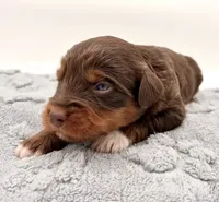 Male #2, a male Miniature Aussiedoodle for sale in Columbia, KY – 1 of 2