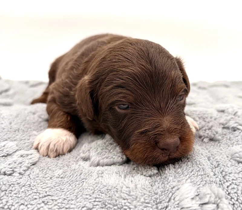 Male #1, a male Miniature Aussiedoodle for sale in Columbia, KY – 1 of 2