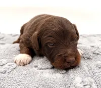 Male #1, a male Miniature Aussiedoodle for sale in Columbia, KY – 1 of 2