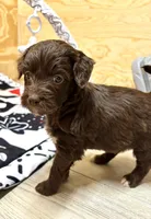 White socks chocolate male, a male Miniature Aussiedoodle for sale in Columbia, KY – 6 of 6