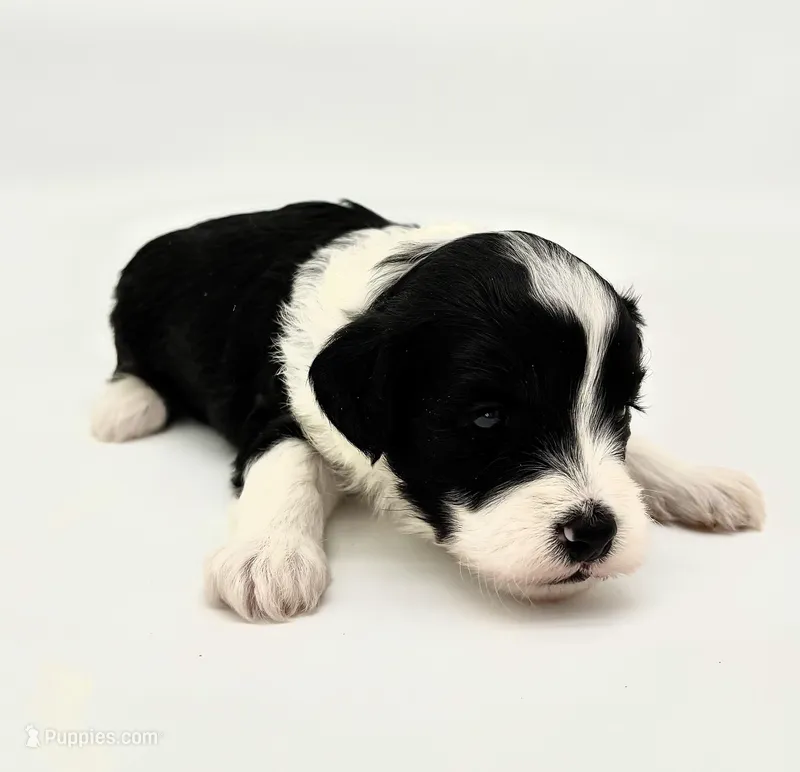 Black and white male