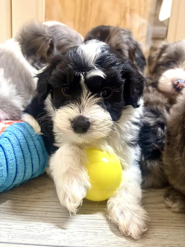 Black and white male