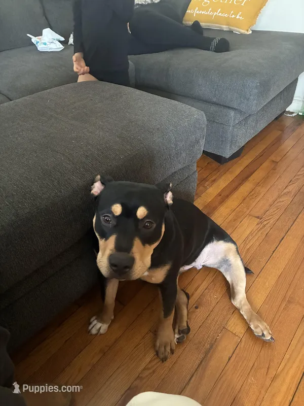 Missy – American Bully puppy for sale in Detroit, MI
