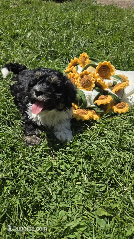 Champ – Havanese puppy for sale in Ottumwa, IA