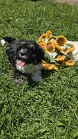 Champ, a male Havanese for sale in Ottumwa, IA – 1 of 8