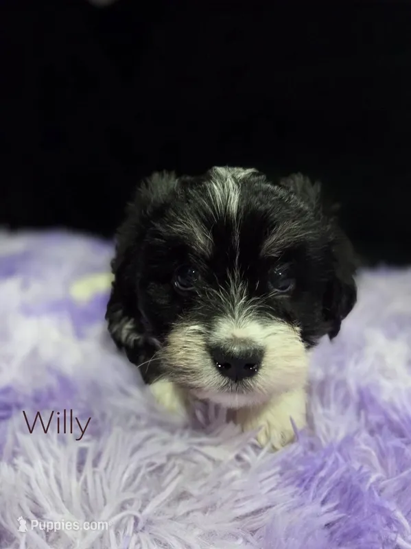 Willy – Havanese puppy for sale in Ottumwa, IA