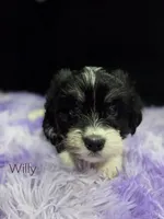 Willy, a male Havanese for sale in Ottumwa, IA – 1 of 3