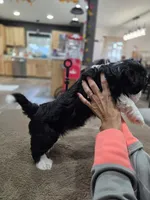 Toby, a male Havanese for sale in Ottumwa, IA – 3 of 3