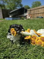 Champ, a male Havanese for sale in Ottumwa, IA – 3 of 8