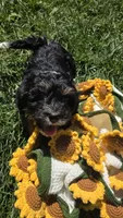 Champ, a male Havanese for sale in Ottumwa, IA – 2 of 8