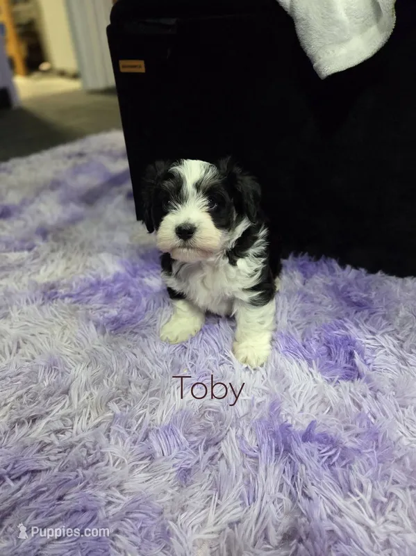 Toby – Havanese puppy for sale in Ottumwa, IA