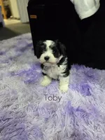Toby, a male Havanese for sale in Ottumwa, IA – 1 of 3