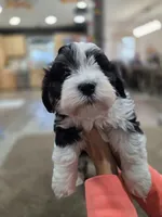Toby, a male Havanese for sale in Ottumwa, IA – 2 of 3