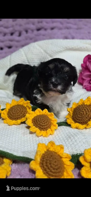 Champ – Havanese puppy for sale in Ottumwa, IA