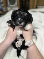 Champ, a male Havanese for sale in Ottumwa, IA – Photo 3 of 3