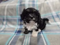 Champ, a male Havanese for sale in Ottumwa, IA – 7 of 8