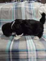 Champ, a male Havanese for sale in Ottumwa, IA – 6 of 8