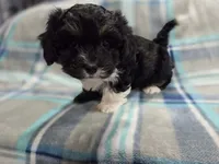 Champ, a male Havanese for sale in Ottumwa, IA – 5 of 8