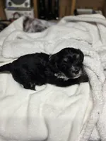 Champ, a male Havanese for sale in Ottumwa, IA – Photo 2 of 3