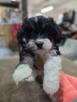Willy, a male Havanese for sale in Ottumwa, IA – 2 of 3