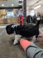 Willy, a male Havanese for sale in Ottumwa, IA – 3 of 3