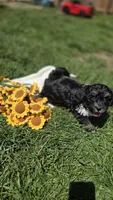 Champ, a male Havanese for sale in Ottumwa, IA – 4 of 8