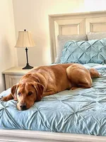 Daisy, a female Labrador Retriever for sale in Cranford, NJ – Photo 9 of 10