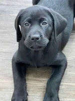 Daisy, a female Labrador Retriever for sale in Cranford, NJ – Photo 2 of 10