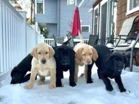 Daisy, a female Labrador Retriever for sale in Cranford, NJ – Photo 7 of 10