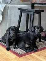 Daisy, a female Labrador Retriever for sale in Cranford, NJ – Photo 4 of 10