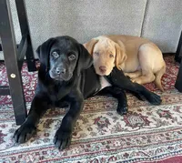 Daisy, a female Labrador Retriever for sale in Cranford, NJ – Photo 5 of 10
