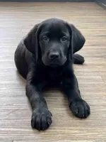 Daisy, a female Labrador Retriever for sale in Cranford, NJ – Photo 1 of 10