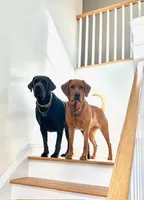 Daisy, a female Labrador Retriever for sale in Cranford, NJ – Photo 10 of 10